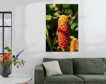 Red pine cone ginger, beautiful flower from beautiful Costa Rica by Mirjam Welleweerd