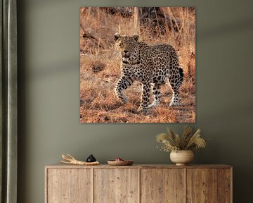 Leopard sur Rob Wareman Fotografie