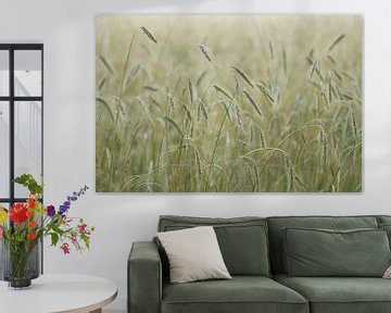 Graanveld ( beeldvullende foto van graan) van Birgitte Bergman