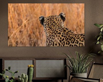 Leopard by Rob Wareman Fotografie