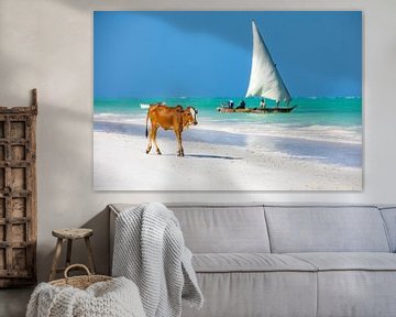 Een koe bezoekt het paradijs achtige strand op Zanzibar met een traditionele zeilboot op de achtergr van Michiel Ton