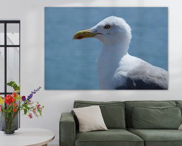 Mouette en mer sur Saskia Brand