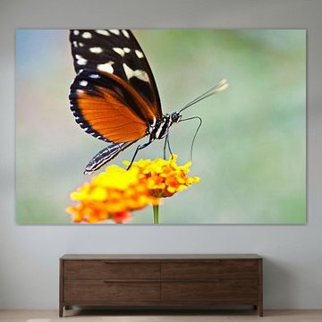 Vlinder en bloem von marino marino