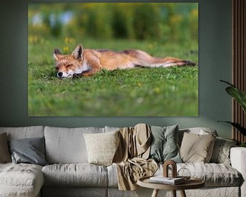 Sleeping fox by Anouschka Hendriks