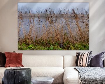 Reed in the fog by Merijn Loch