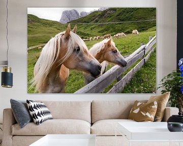 Haflinger in den Bergen von Martina Weidner