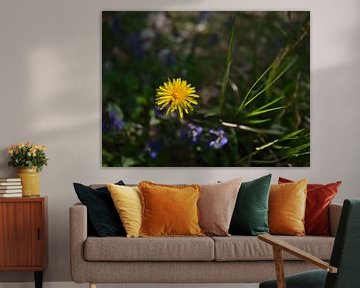 Macro photograph of a single dandelion with blooming flower head. by Timon Schneider