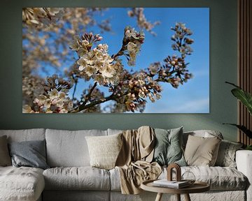 Sluit omhoog van bloeiende Japanse kersenboom met witte bloemen van Timon Schneider