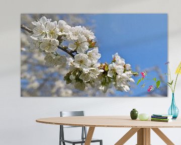Closeup view of blooming Japanese cherry with white blossom by Timon Schneider