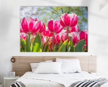 Lente met rood witte tulpen