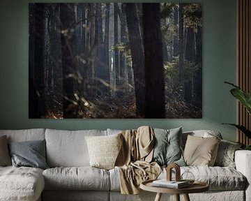 The mystery of the forest in winter by Rene  den Engelsman