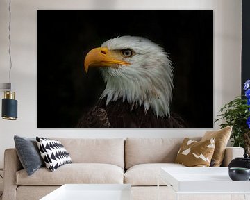 Bald Eagle, Amerikaanse Zeearend. Een portret van Gert Hilbink