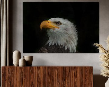Weißkopfseeadler, Amerikanischer Weißkopfseeadler. Ein Porträt von Gert Hilbink
