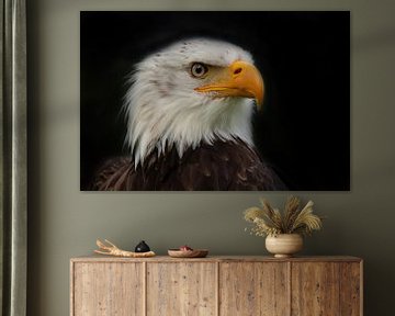 Bald Eagle, Amerikaanse Zeearend. Een portret