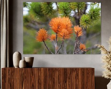 Orange trifft grün