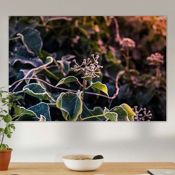 Bud flowering ivy in the cold.