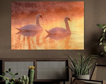 swans in a golden sunrise by Arnoud van der Aart