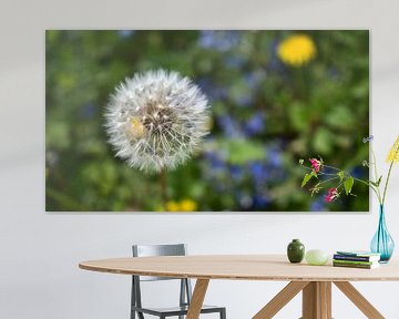 Gros plan d'une seule plante de pissenlit mûre (dandelion) sur Timon Schneider