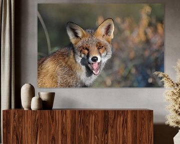 Der gähnende Fuchs