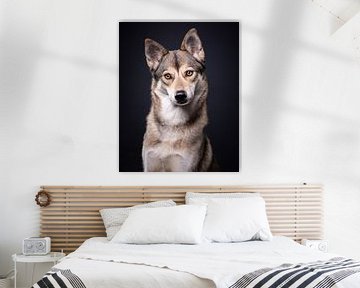 Portrait d'un chien-loup sur fond sombre sur Lotte van Alderen