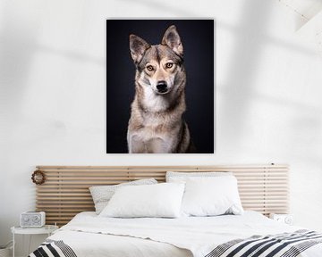 Porträt Wolfshund mit dunklem Hintergrund von Lotte van Alderen