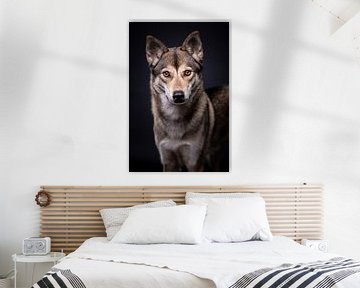 Portrait d'un chien-loup sur fond sombre sur Lotte van Alderen