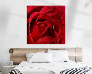 Rote Rose von Violetta Honkisz