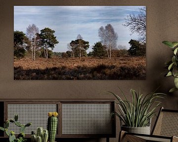 Bild der Heidelandschaft in der Nähe des Otterlosen Bos und des Otterlosen Zandes. von Rick Van der Poorten