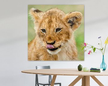 lion cub tongue von Peter Michel