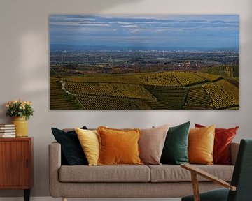 Vergezicht over de Rijnvallei met Straatsburg en de Vogezen over de wijngaarden van Durbach in de he van Timon Schneider