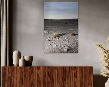 Strandsand Sandmuschel