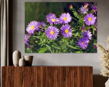 Asters sur Bo Valentino