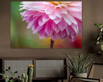 Dahlia met waterdruppels van Samantha Locadia Photography