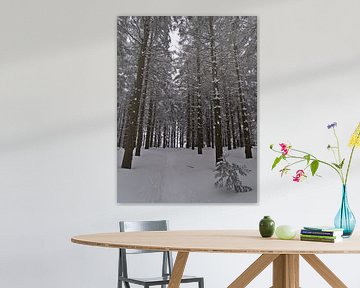 Schneebedeckter Wanderpfad im dichten Fichtenwald im Winter von Timon Schneider