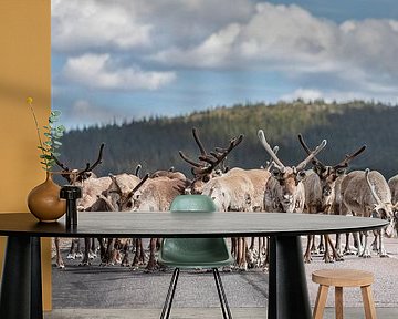 Reindeer in Sweden by Marcel Kerdijk
