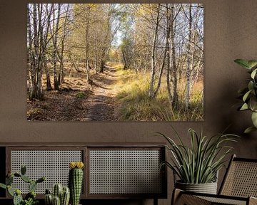 bos in herfstkleuren bij gildehaus van ChrisWillemsen