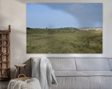 cows in the dunes by Jeroen Franssen
