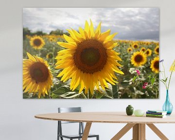 'Luminous' sunflower von Marcel de Groot