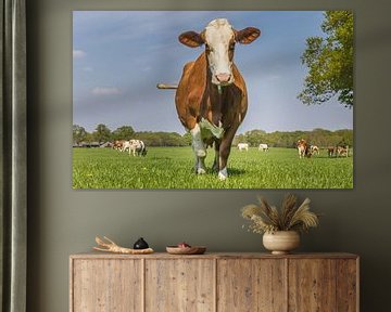 Bruin met witte Holstein koe kijkt in de camera
