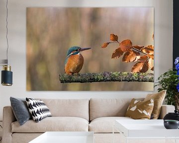 Kingfisher in autumn by Ans Bastiaanssen