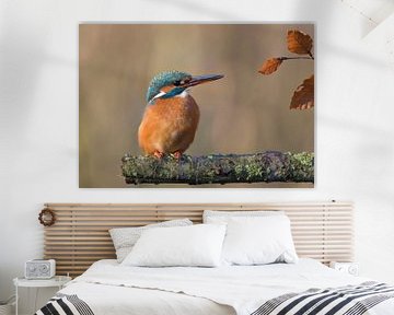 Kingfisher in autumn by Ans Bastiaanssen