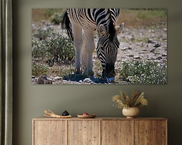 Steppe zebra's grazend in Etosha Nationaal Park van Timon Schneider