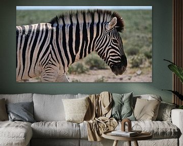 Steppe zebra in Etosha Nationaal Park van Timon Schneider