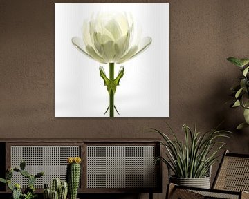 Tulipa4 van Henk Leijen