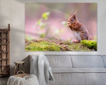 Squirrel with pink background I by Cindy Van den Broecke