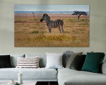 Lonely zebra in the middle of a colourful meadow in Etosha by Timon Schneider