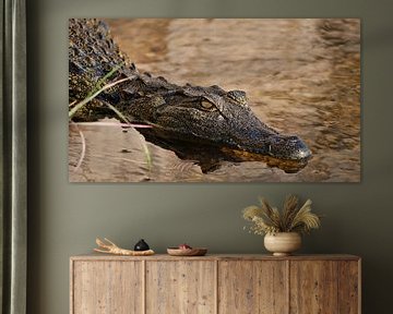 Krokodil met gevaarlijke blik in Okavango rivier van Timon Schneider