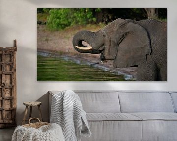 Elephant taking a sip of water from the Chobe River by Timon Schneider