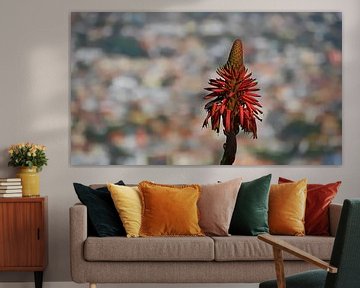 Lizard in agave blossom in Madeira by Timon Schneider