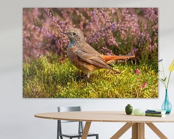 jeune redstart à collier devant la bruyère sur Arnoud van der Aart